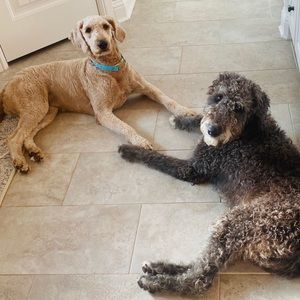 Meet your Posher, Tyne